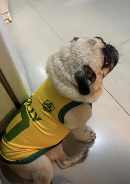 Pet usando camisa personalizada da Seleção
