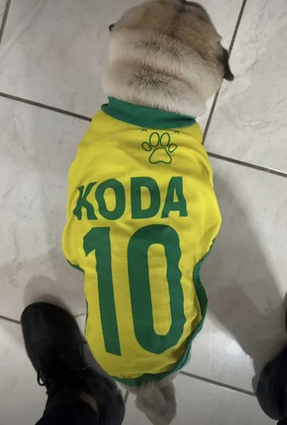 Pet usando camisa personalizada da Seleção